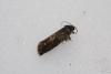 Pammene sp.
